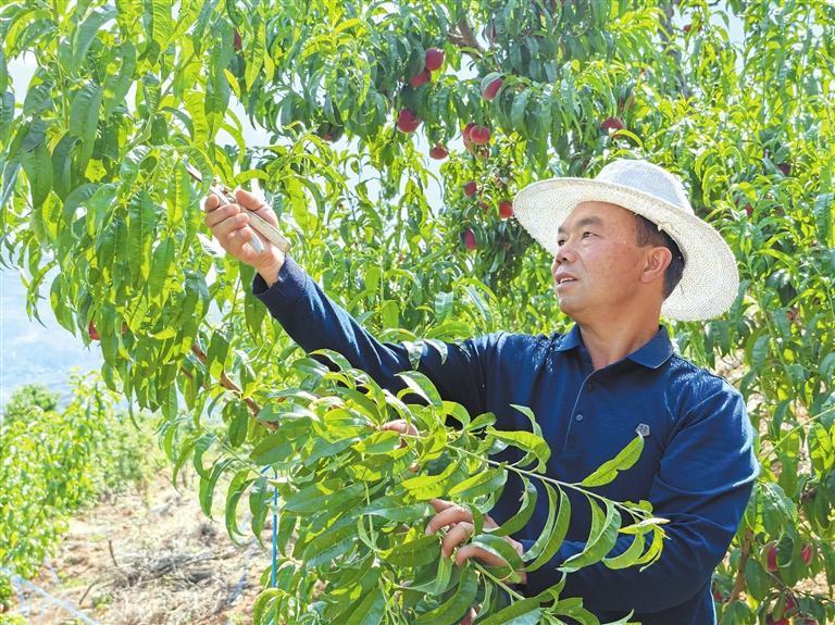 采收鲜桃。王珑宇 摄