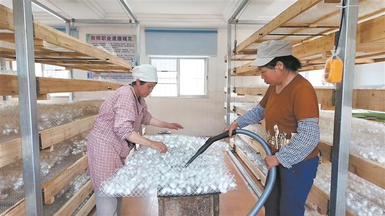 采收蚕茧。