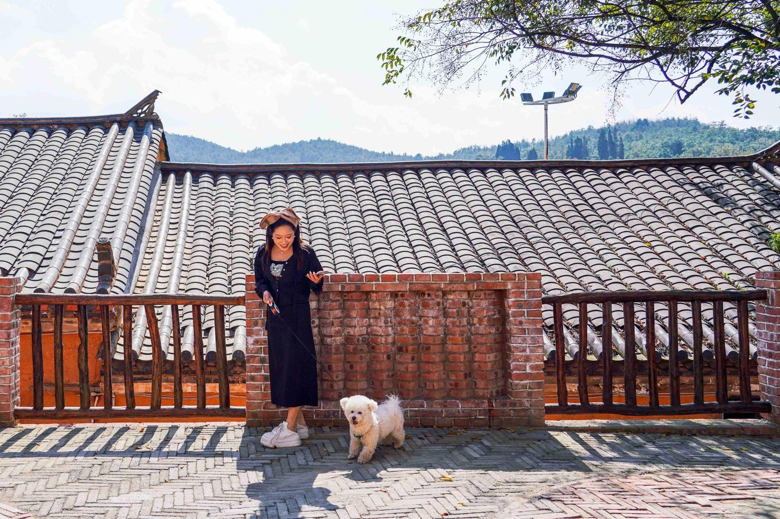 旅居客在马龙土瓜冲村遛狗散步。王静颐 摄
