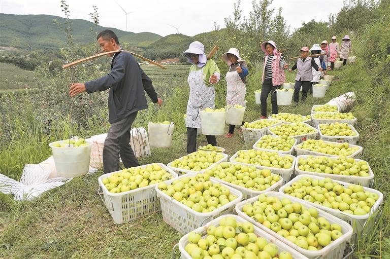 村民在采收苹果。陈耀邦 摄
