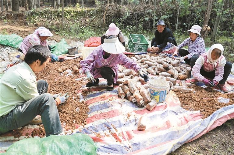 农户正在整理菌种。