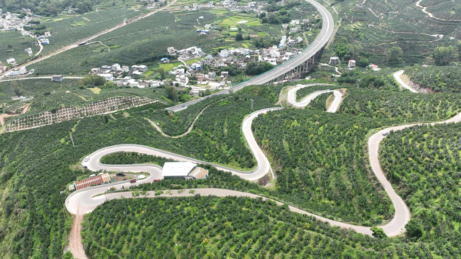 漫山遍野的石榴树。秦本林 摄