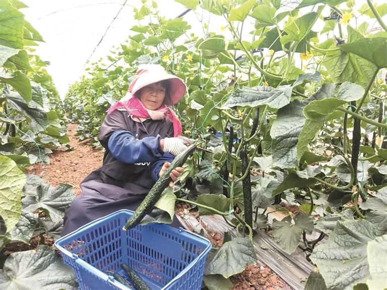 工人在采摘黄瓜。彭水艳 摄